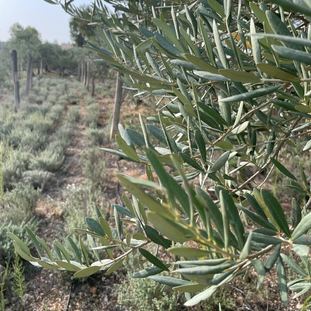 BIO Zaatar směs koření Orchards of Laila